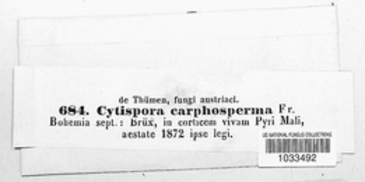 Cytospora carphosperma image